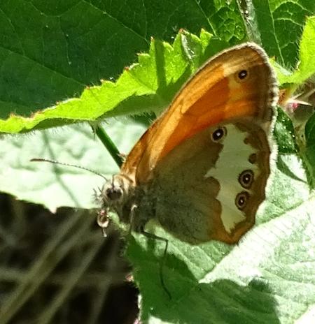 Réf. 208 819 : Coenonympha arcania